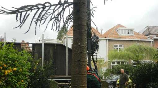 Staphorst bomen rooien